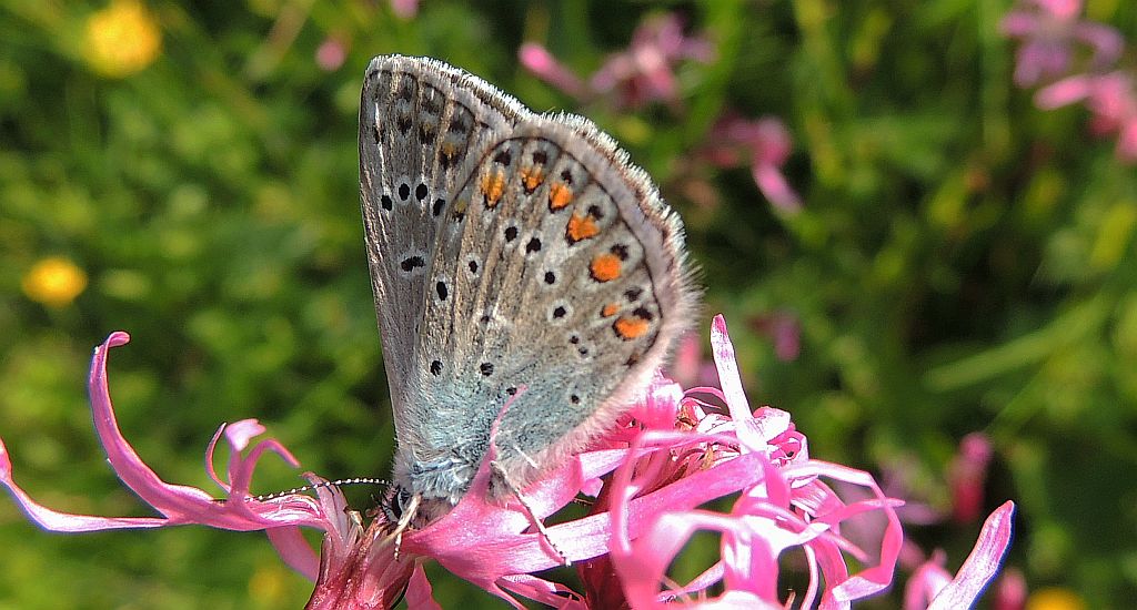 Modraszek ikar, mnogooczak ikar (Polyommatus icarus)