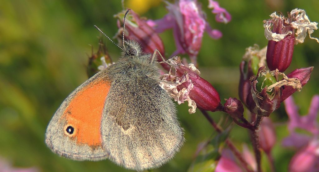 Strzępotek ruczajnik (Coenonympha pamphilus)