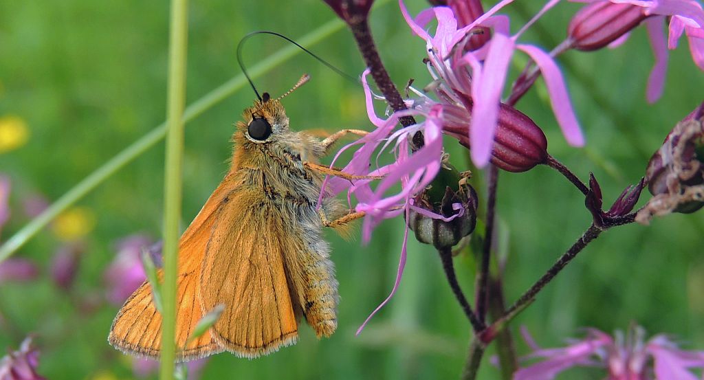 Karłątek ryska (Thymelicus lineola)