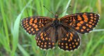 Przeplatka atalia (Melitaea athalia)