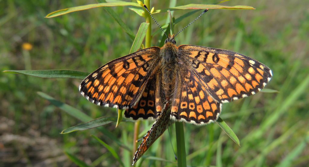 Przeplatka cinksia (Melitaea cinxia)