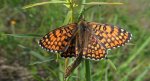Przeplatka cinksia (Melitaea cinxia)