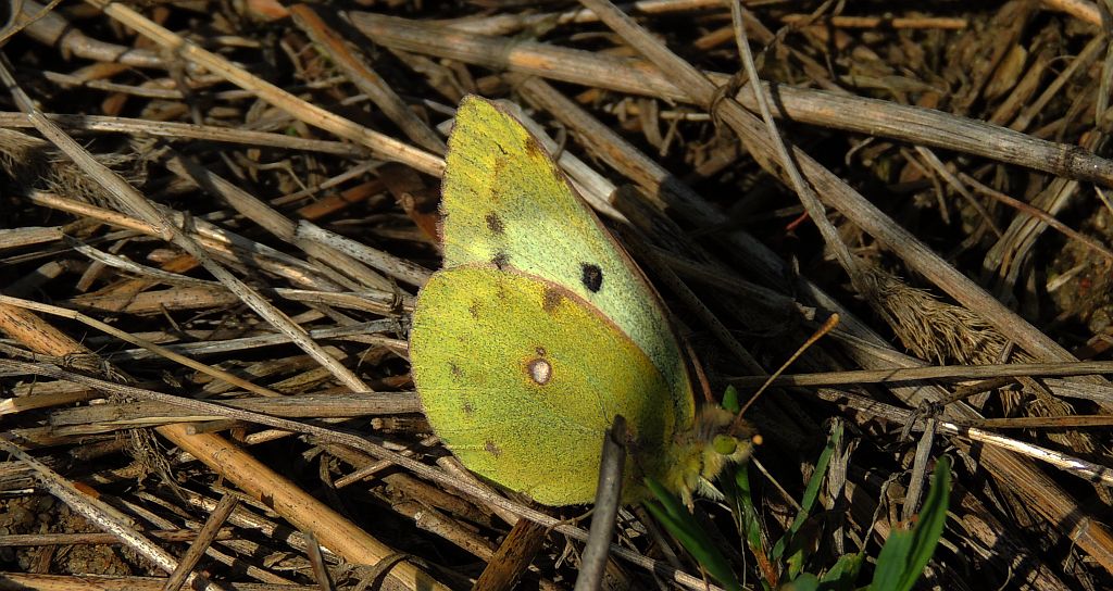 Szlaczkoń siarecznik (Colias hyale)