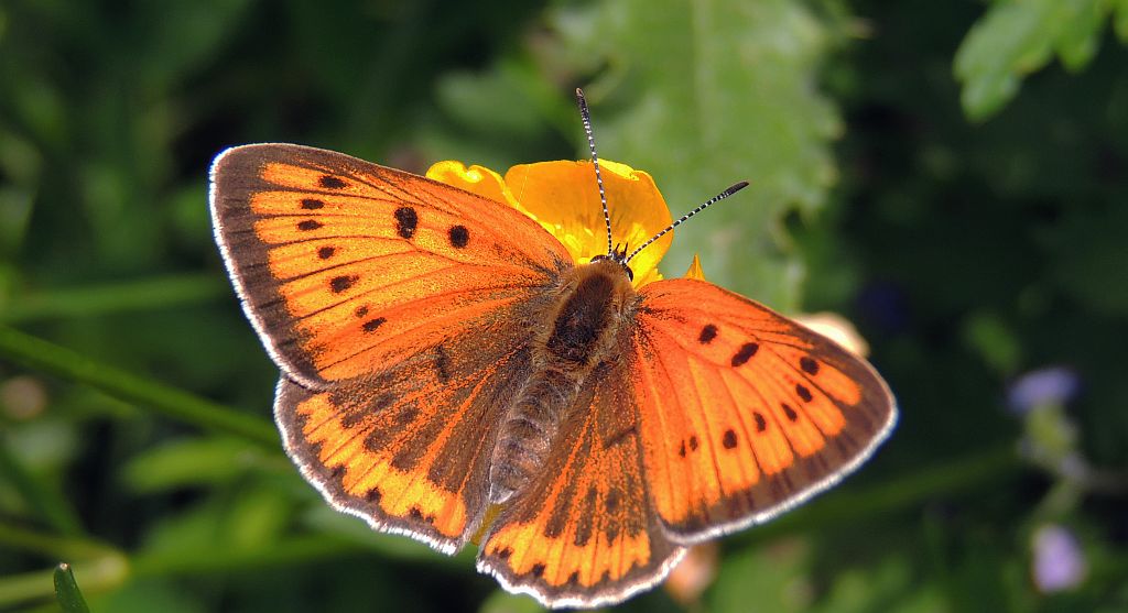Czerwończyk płomieniec (Lycaena hippothoe)