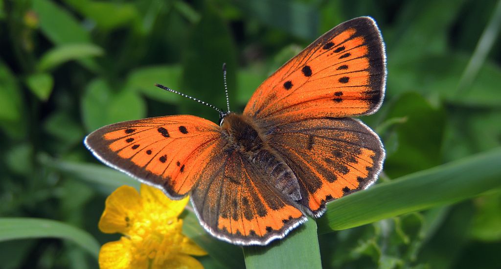 Czerwończyk płomieniec (Lycaena hippothoe)