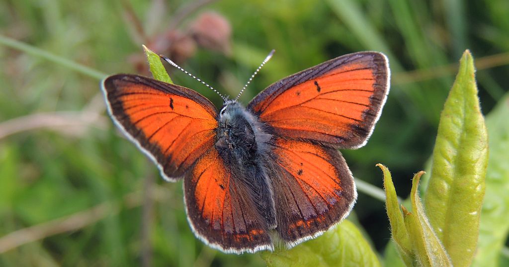 Czerwończyk płomieniec (Lycaena hippothoe)