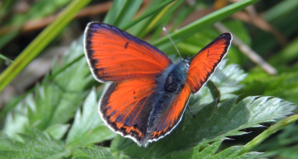 Czerwończyk płomieniec (Lycaena hippothoe)
