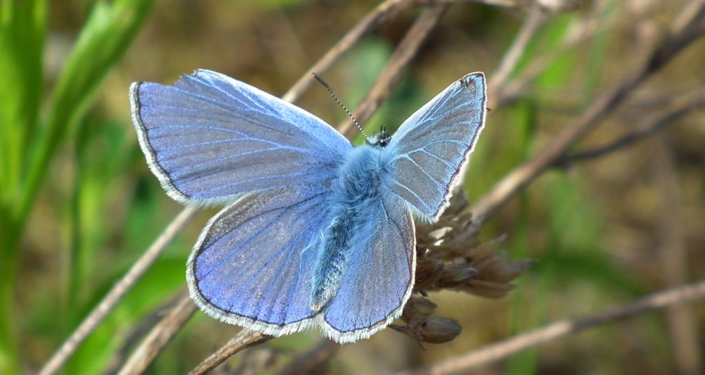 Modraszek ikar, mnogooczak ikar (Polyommatus icarus)