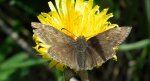 Powszelatek brunatek (Erynnis tages)