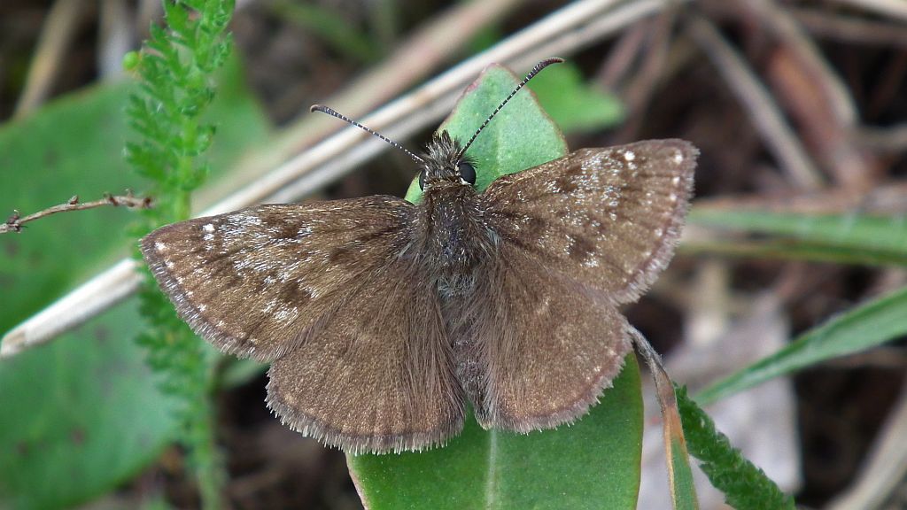Powszelatek brunatek (Erynnis tages)