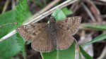 Powszelatek brunatek (Erynnis tages)