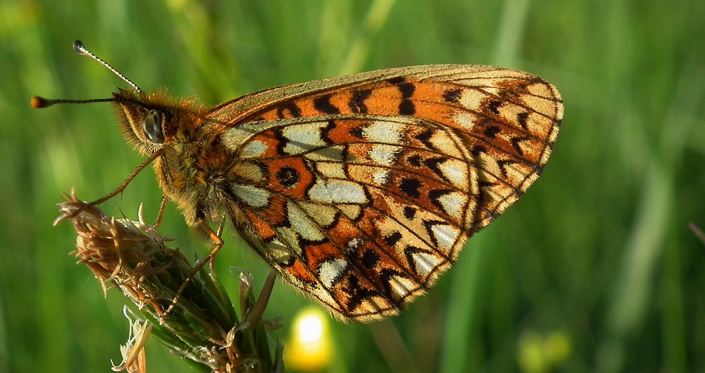 Dostojka selene (Boloria selene)