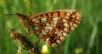 Dostojka selene (Boloria selene)