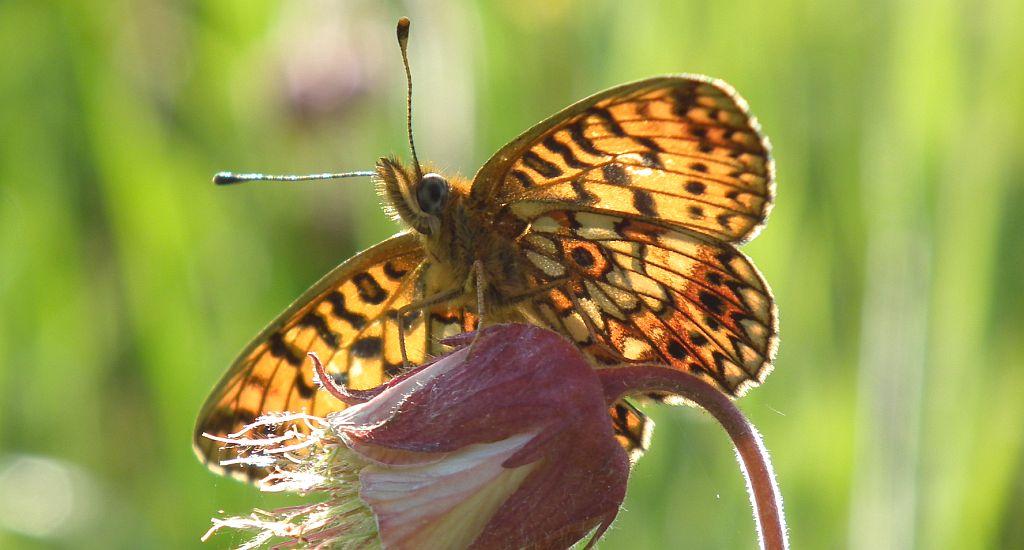 Dostojka selene (Boloria selene)