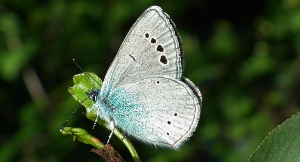 Modraszek aleksis (Glaucopsyche alexis)