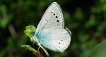 Modraszek aleksis (Glaucopsyche alexis)