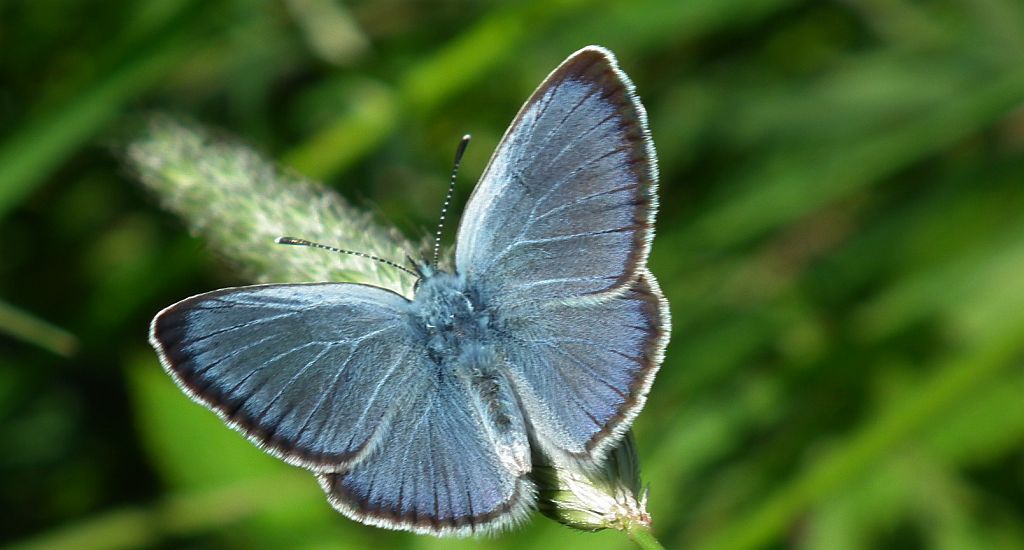 Modraszek aleksis (Glaucopsyche alexis)