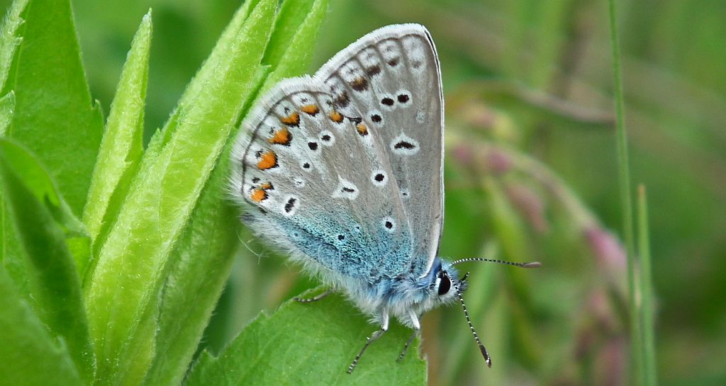 Modraszek ikar, mnogooczak ikar (Polyommatus icarus)