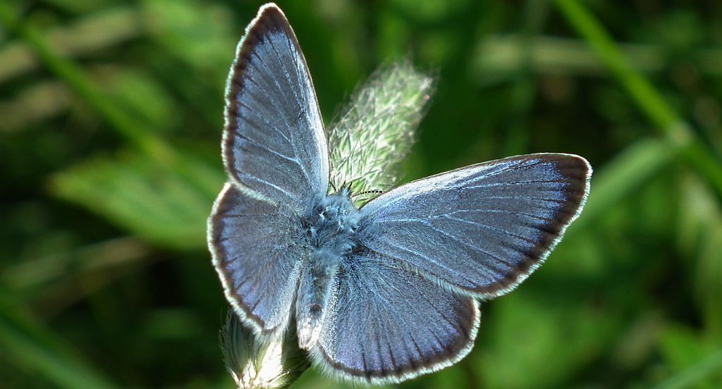 Modraszek aleksis (Glaucopsyche alexis)