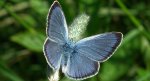 Modraszek aleksis (Glaucopsyche alexis)