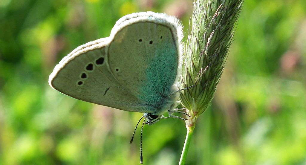 Modraszek aleksis (Glaucopsyche alexis)