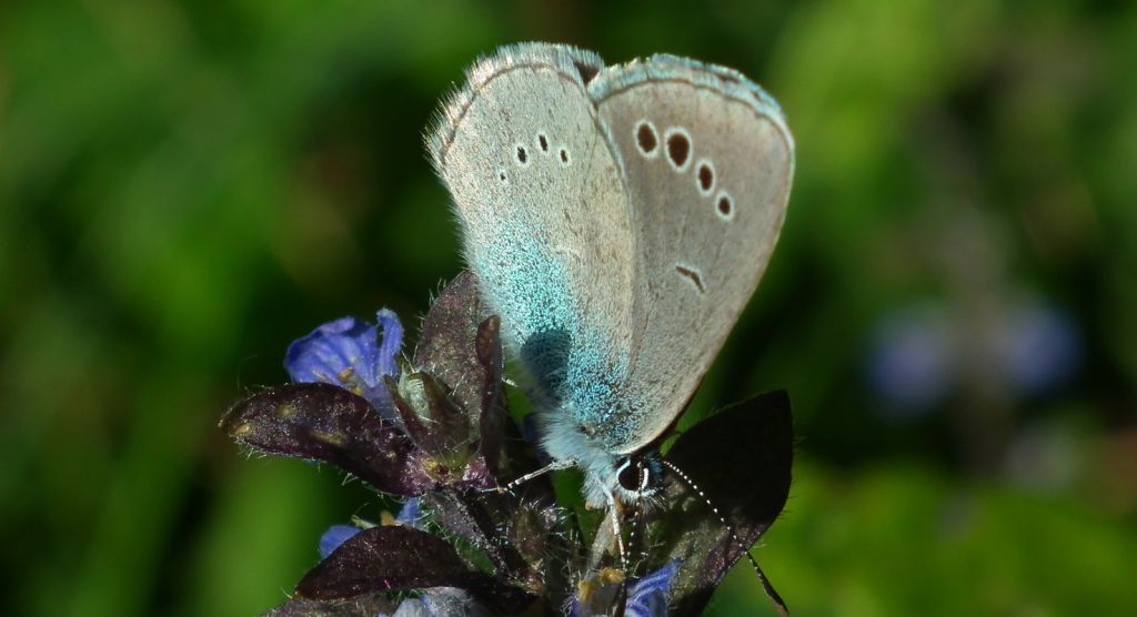 Modraszek aleksis (Glaucopsyche alexis)