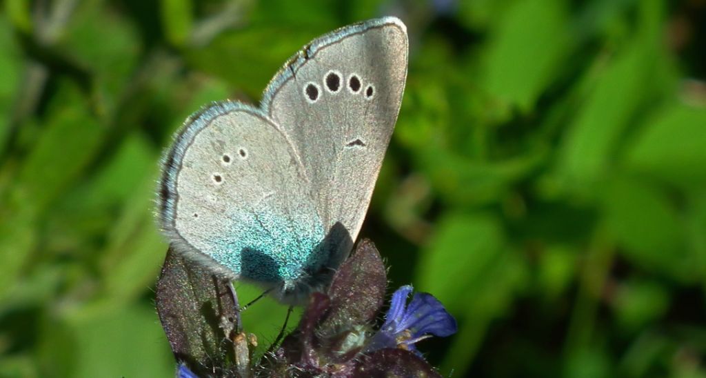 Modraszek aleksis (Glaucopsyche alexis)