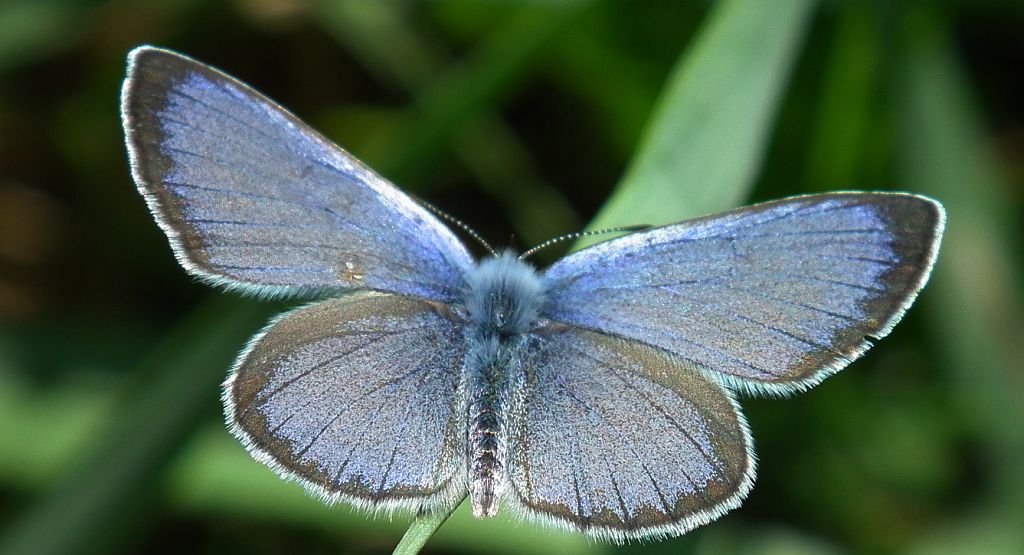 Modraszek aleksis (Glaucopsyche alexis)