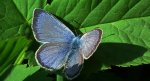 Modraszek aleksis (Glaucopsyche alexis)