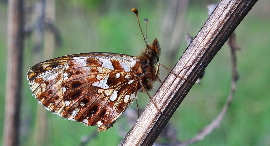 Dostojka dia (Boloria dia)