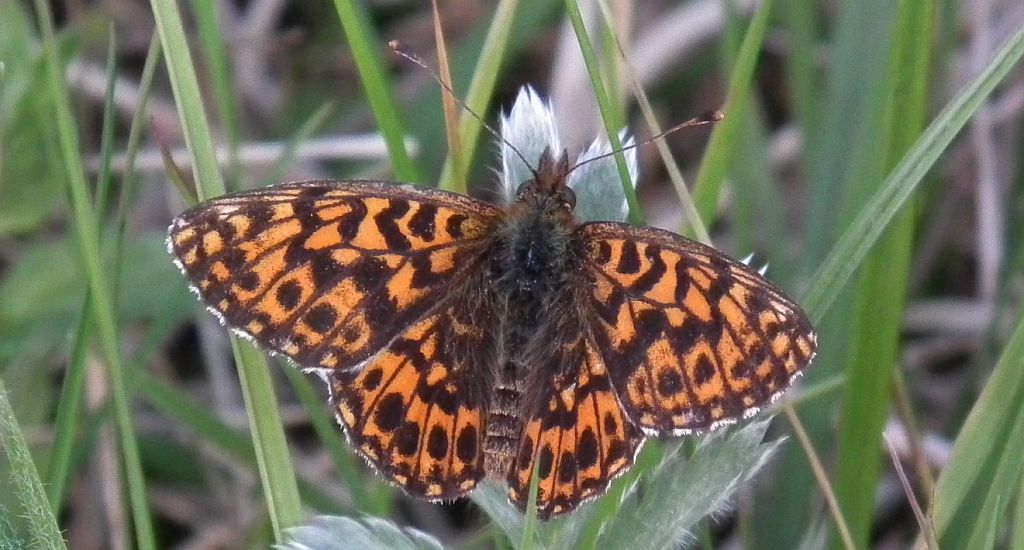 Dostojka dia (Boloria dia)