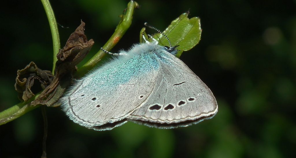 Modraszek aleksis (Glaucopsyche alexis)