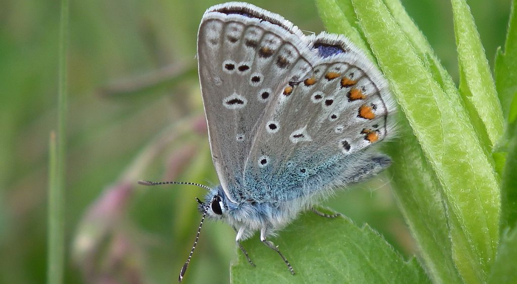 Modraszek ikar, mnogooczak ikar (Polyommatus icarus)