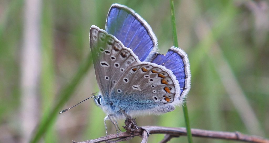 Modraszek ikar, mnogooczak ikar (Polyommatus icarus)