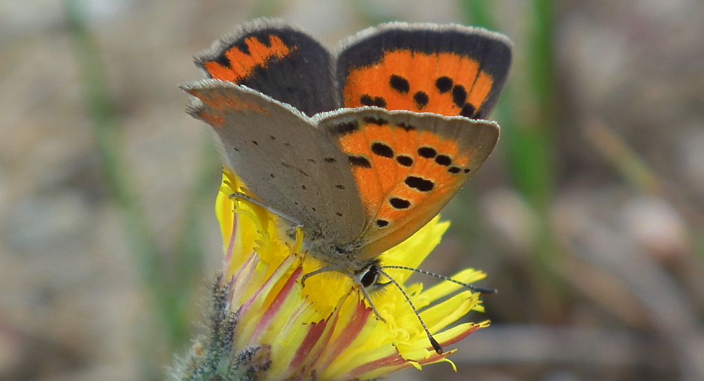 Czerwończyk żarek (Lycaena phlaeas)