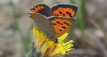Czerwończyk żarek (Lycaena phlaeas)
