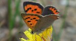 Czerwończyk żarek (Lycaena phlaeas)