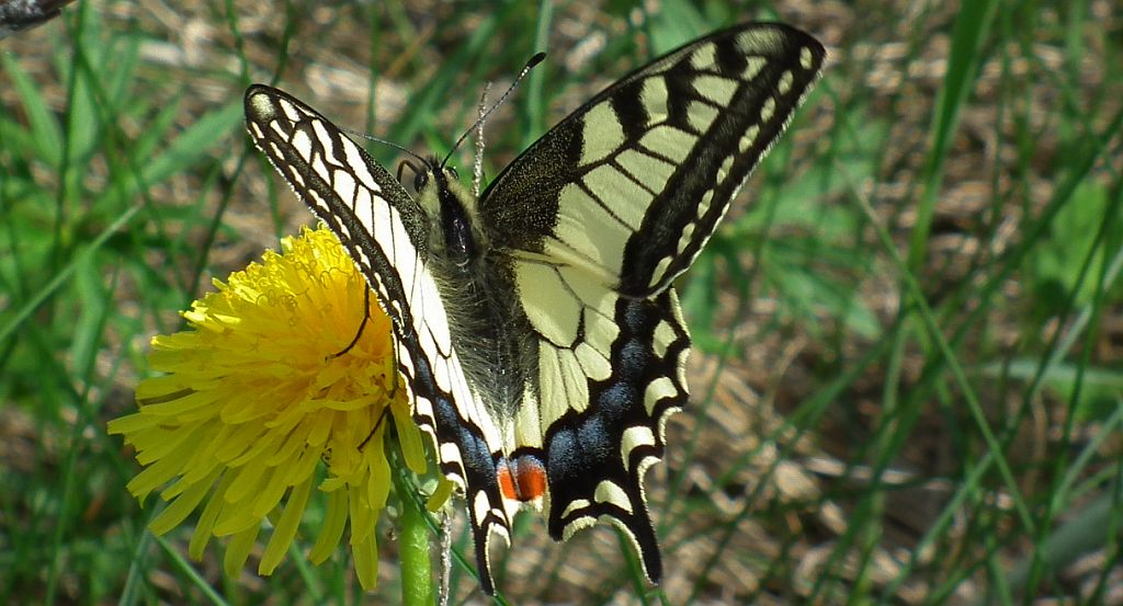 Paź królowej (Papilio machaon)