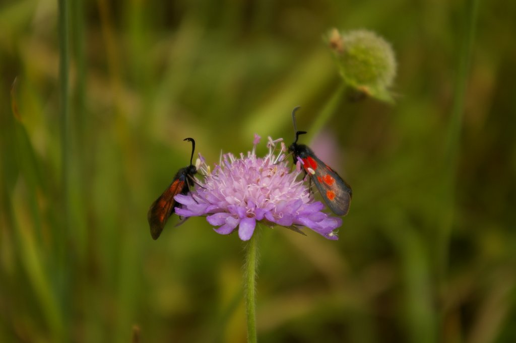 Kraśnik pięcioplamek (Zygaena trifolii)