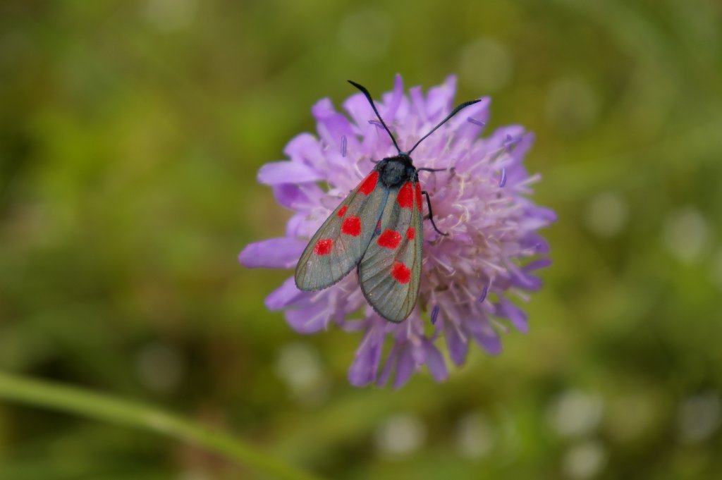 Kraśnik pięcioplamek (Zygaena trifolii)