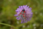 Kraśnik pięcioplamek (Zygaena trifolii)