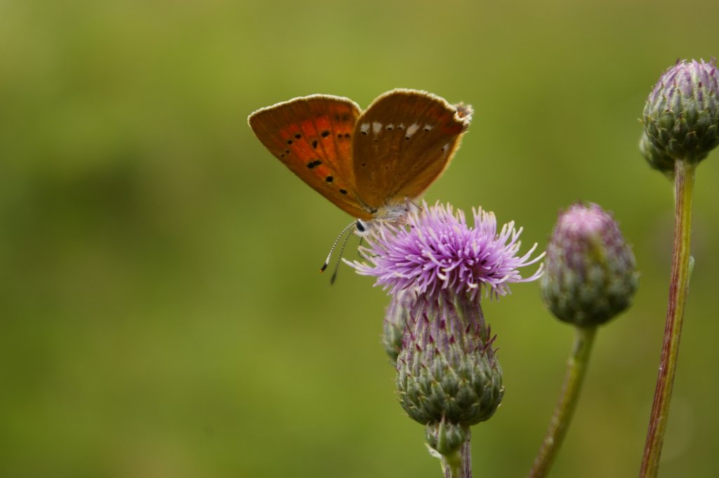 Czerwończyk dukacik (Lycaena virgaureae)