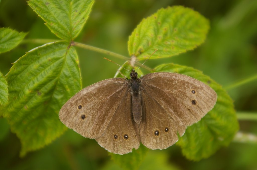 Przestrojnik trawnik (Aphantopus hyperantus)