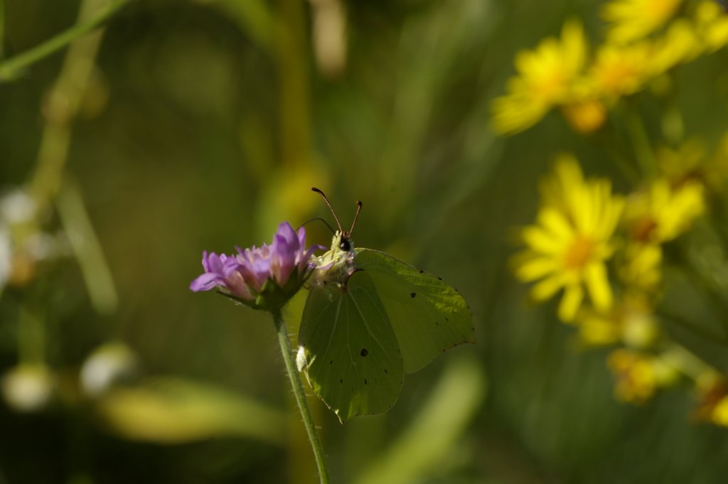 Listkowiec cytrynek (Gonepteryx rhamni)