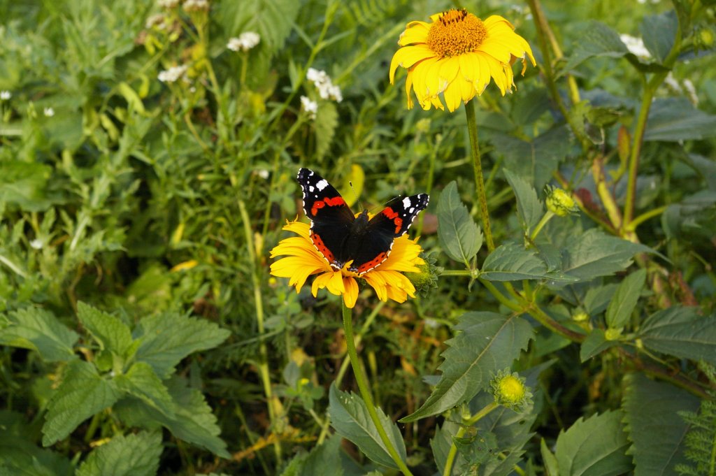 Rusałka admirał (Vanessa atalanta)