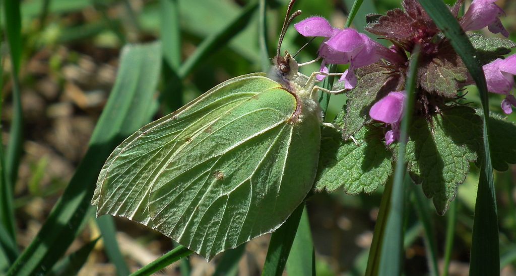 Listkowiec cytrynek,  latolistek cytrynek (Gonepteryx rhamni)