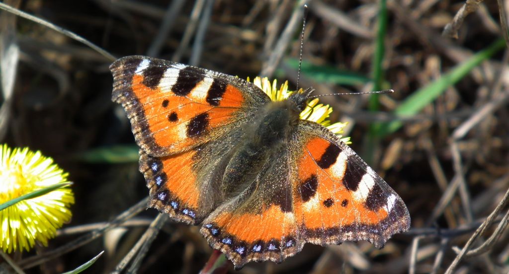 Rusałka pokrzywnik (Aglais urticae)