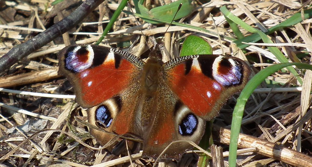 Rusałka pawik (Inachis io)