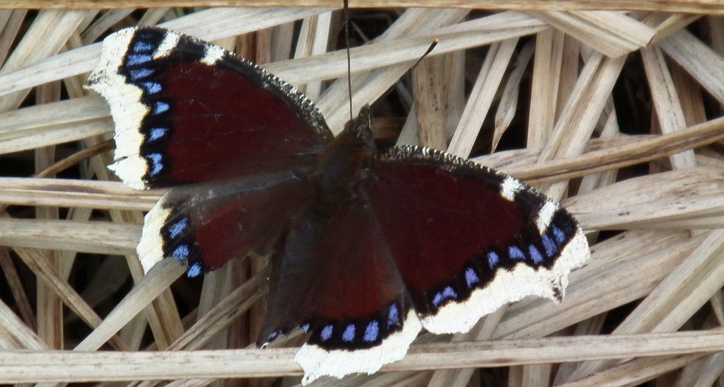 Rusałka żałobnik (Nymphalis antiopa)