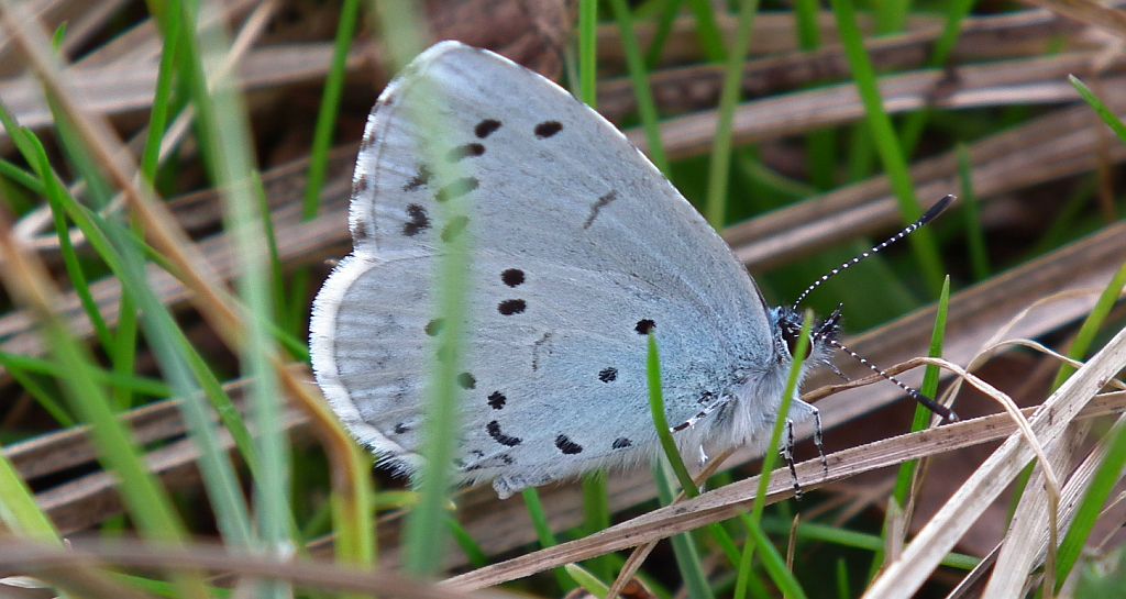 Modraszek wieszczek (Celastrina argiolus)
